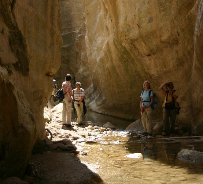 avagas