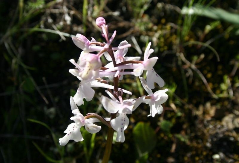 orchis anatolica