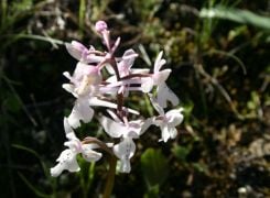 orchis anatolica