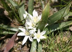 ornithogalum